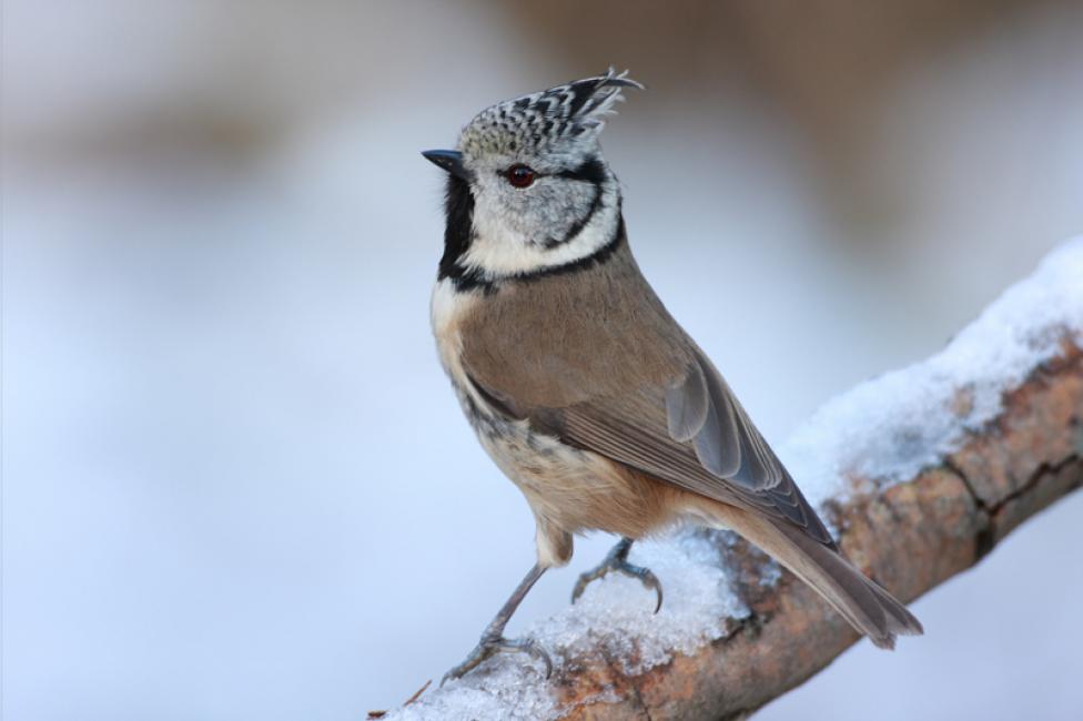 Imagen 72 de la galería de Herrerillo capuchino - Crested tit (Lophophanes cristatus)